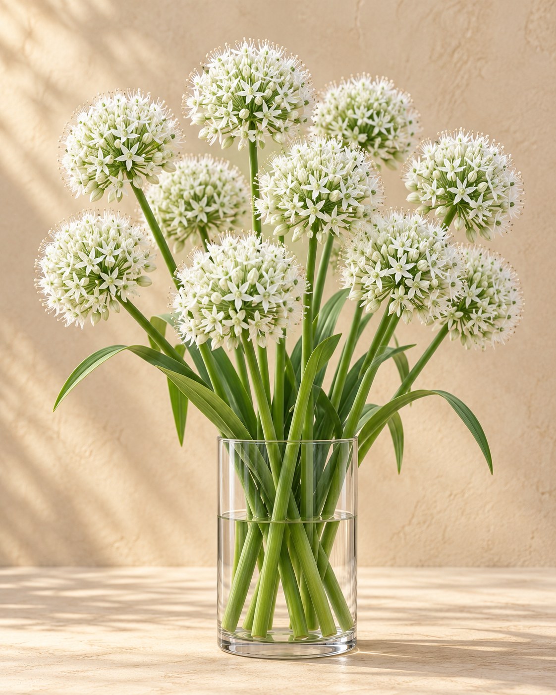 Allium Bulbs Mount Everest in flower in a vase