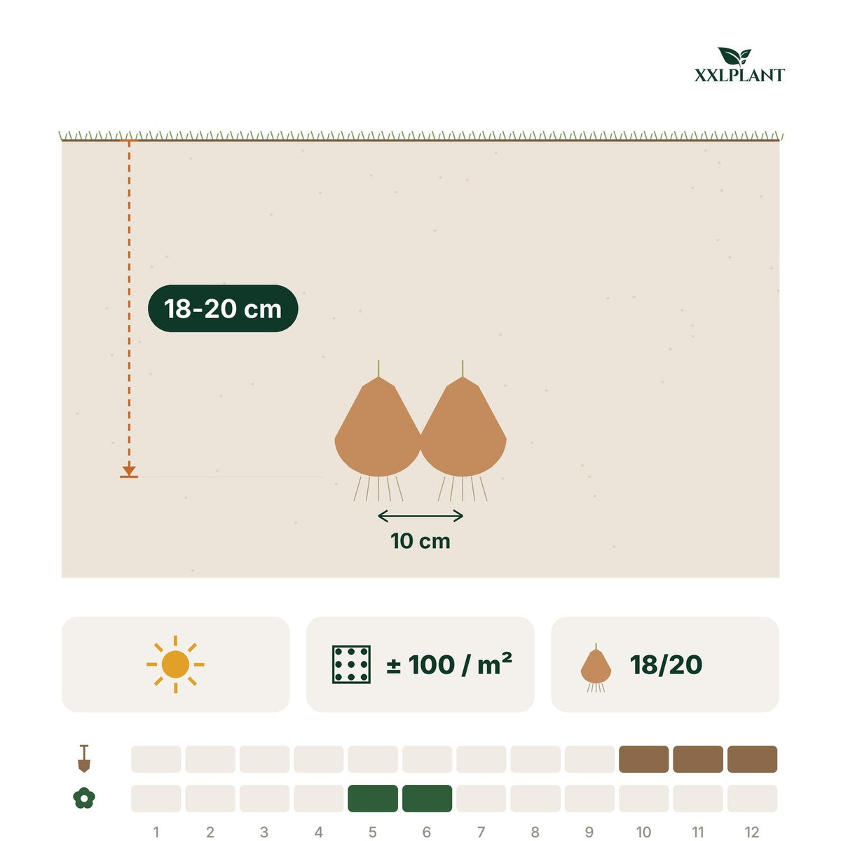 Planting card Allium bulbs Pinball Wizard: 18-20 cm deep, 10 cm apart
