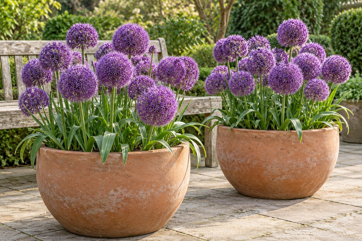 Allium bulbs Pinball Wizard in flower in pots on a patio