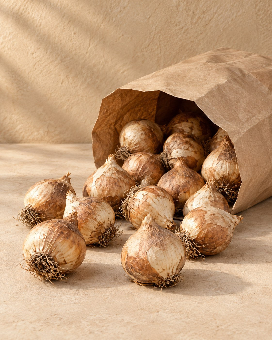 Bulbs of Allium bulbs Ping Pong