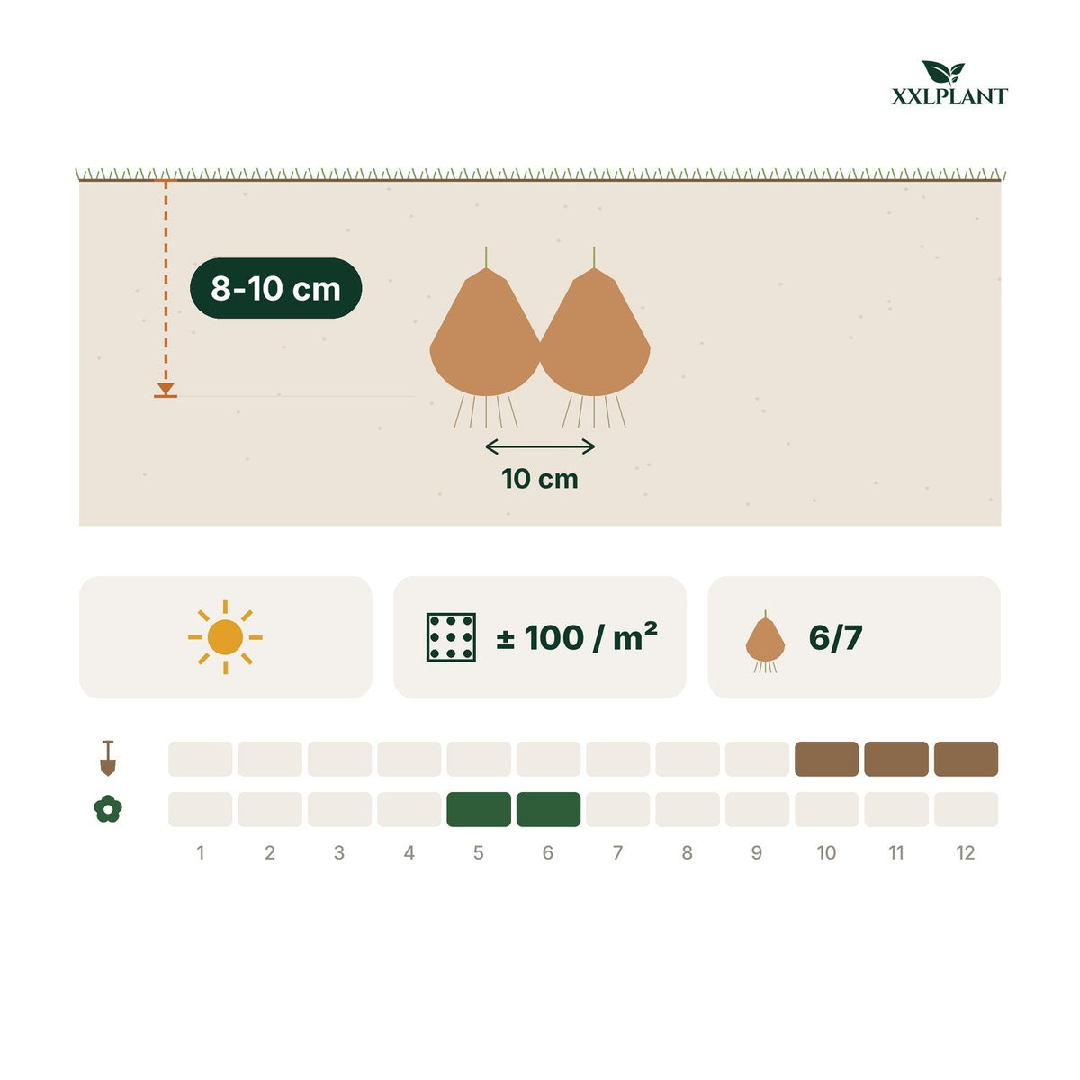 Planting card Allium bulbs Ping Pong: 8-10 cm deep, 10 cm apart