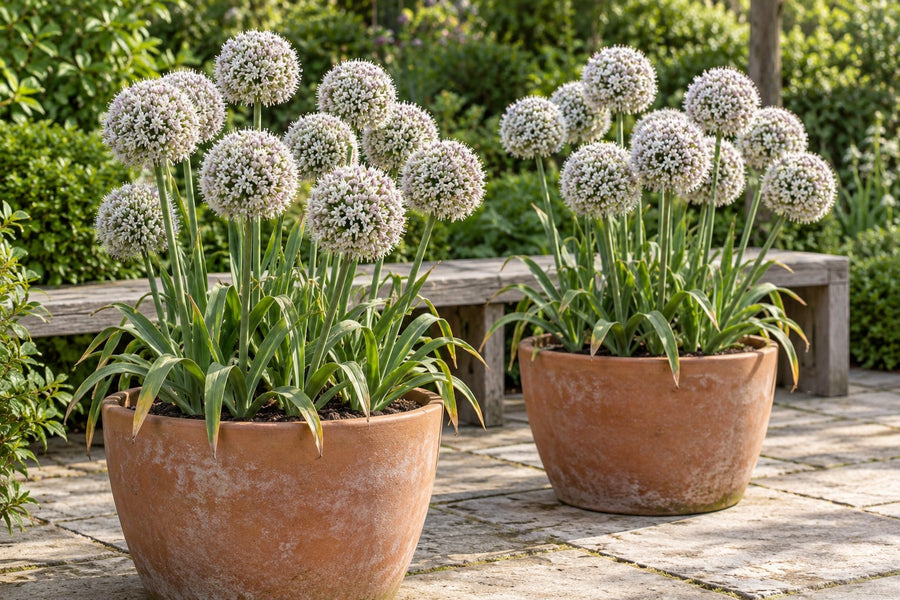 Allium bulbs Ping Pong (Allium)