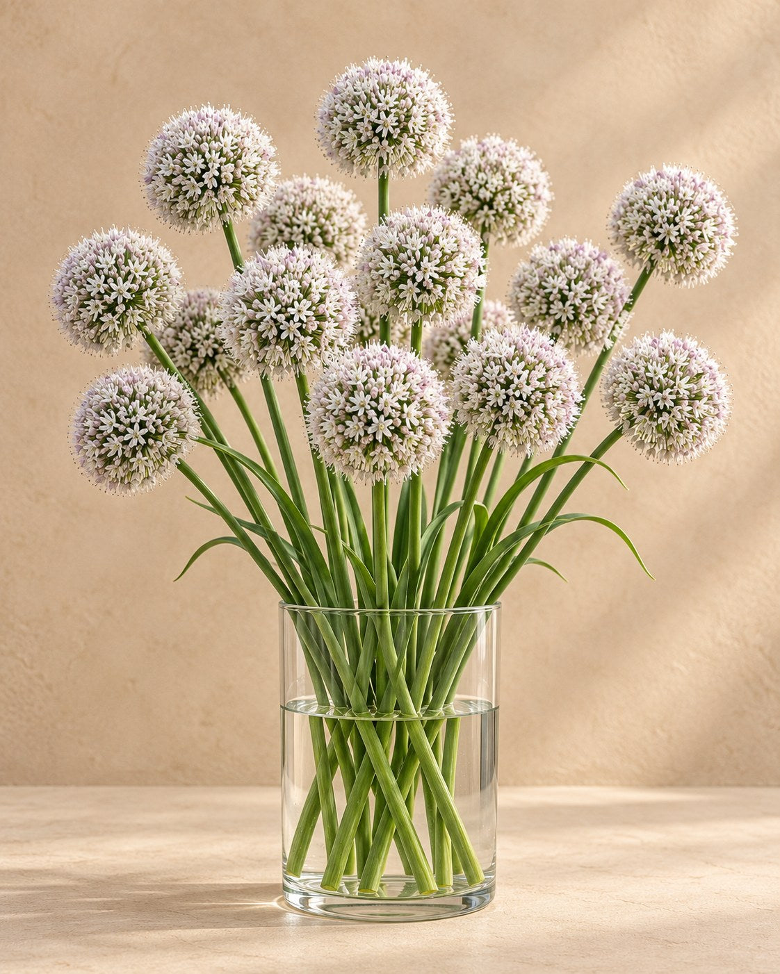 Bulbes d'ail d'ornement Ping Pong en fleurs dans un vase