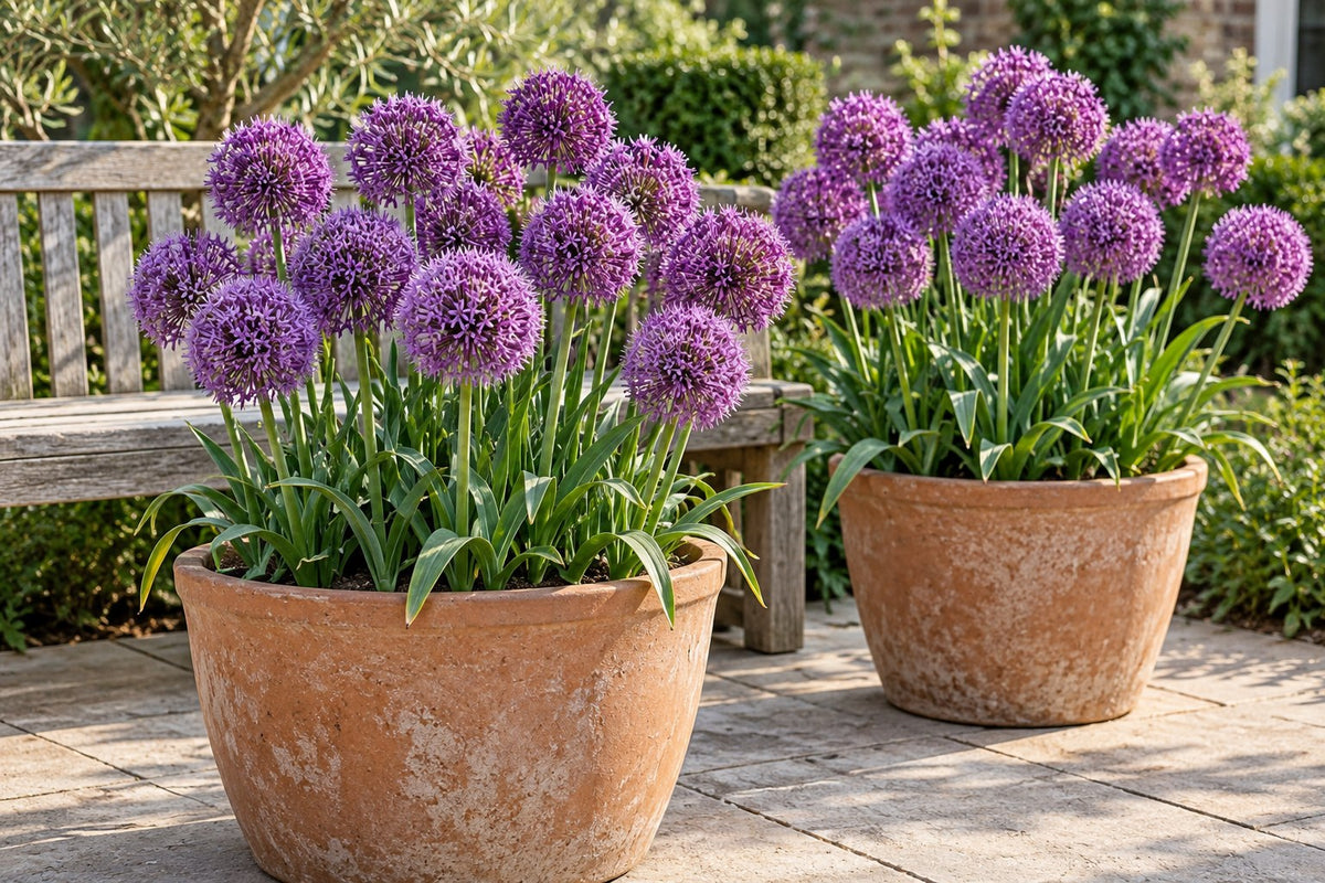 Zierlauchzwiebeln Purple Sensation in Blüte in Töpfen auf der Terrasse