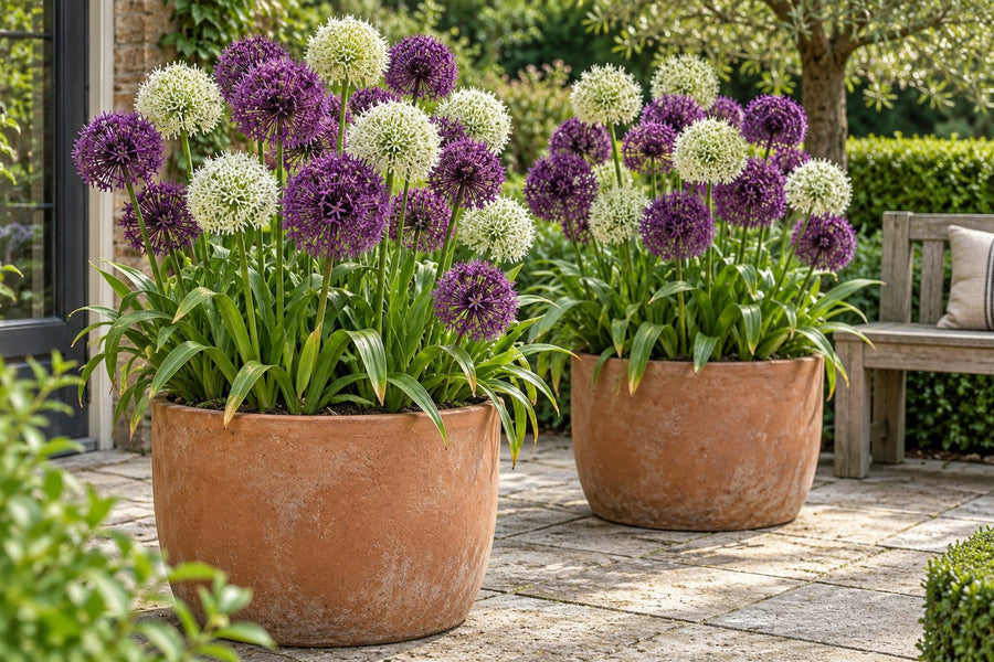 Prydløg Purple-White mix (Allium)