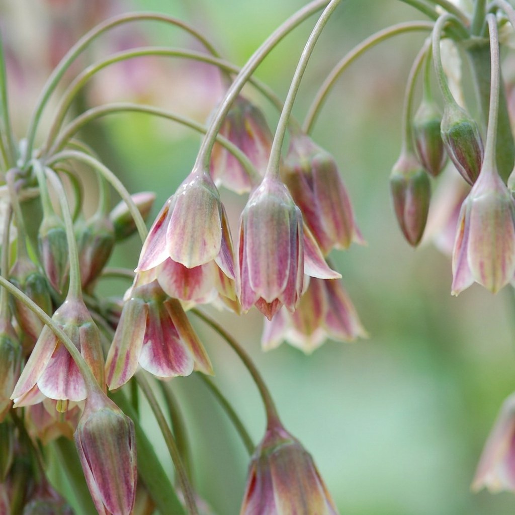 Allium Bulbs Siculum in flower