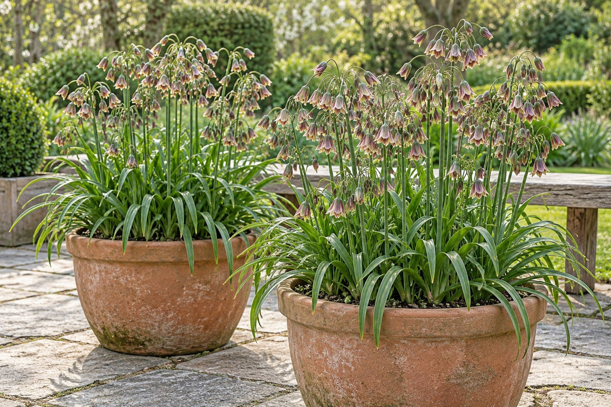 Allium Bulbs Siculum in flower in pots on a patio