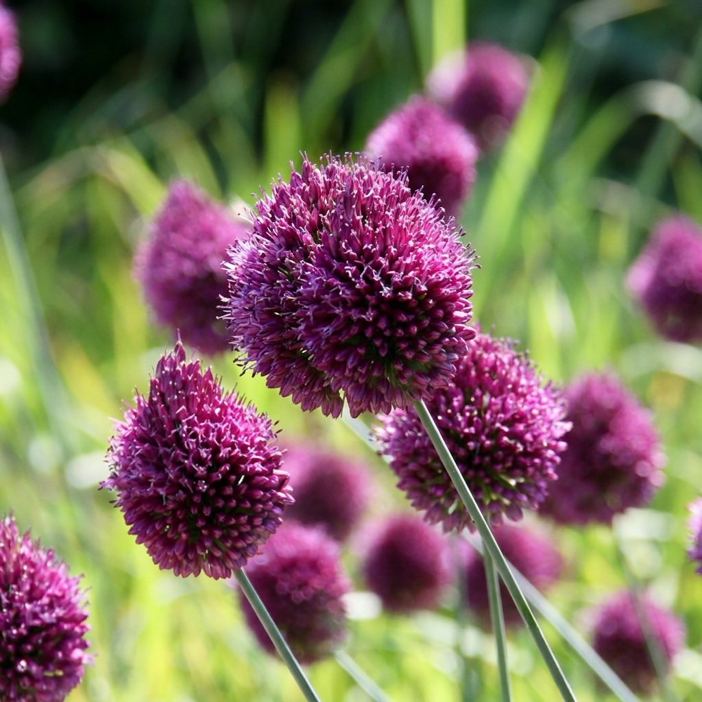 Allium bulbs Sphaerocephalon round-headed leek in flower