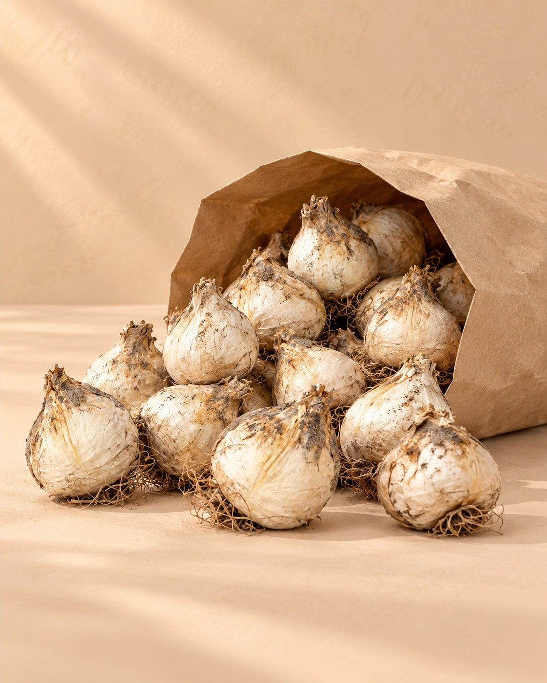 Bollen van allium sphaerocephalon kogellook