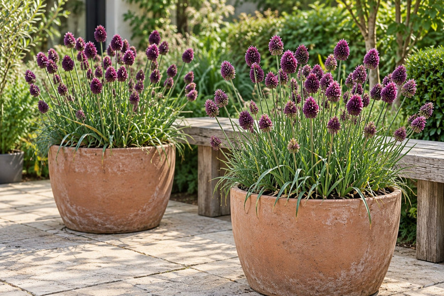 Alliumbollen Sphaerocephalon kogellook (Allium)