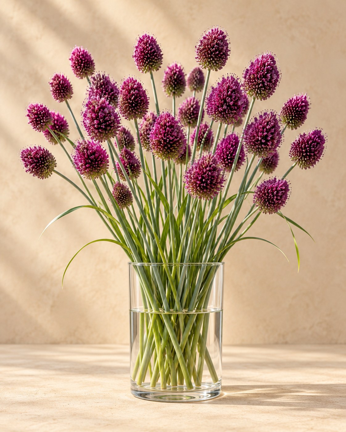 Allium Sphaerocephalon kogellook in bloei in een vaas