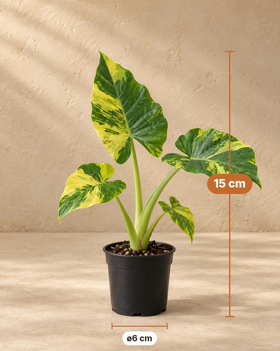 Złote ucho słonia (Alocasia macrorrhizos 'Aurea Variegata') 15 cm wysokości, doniczka ø6 cm