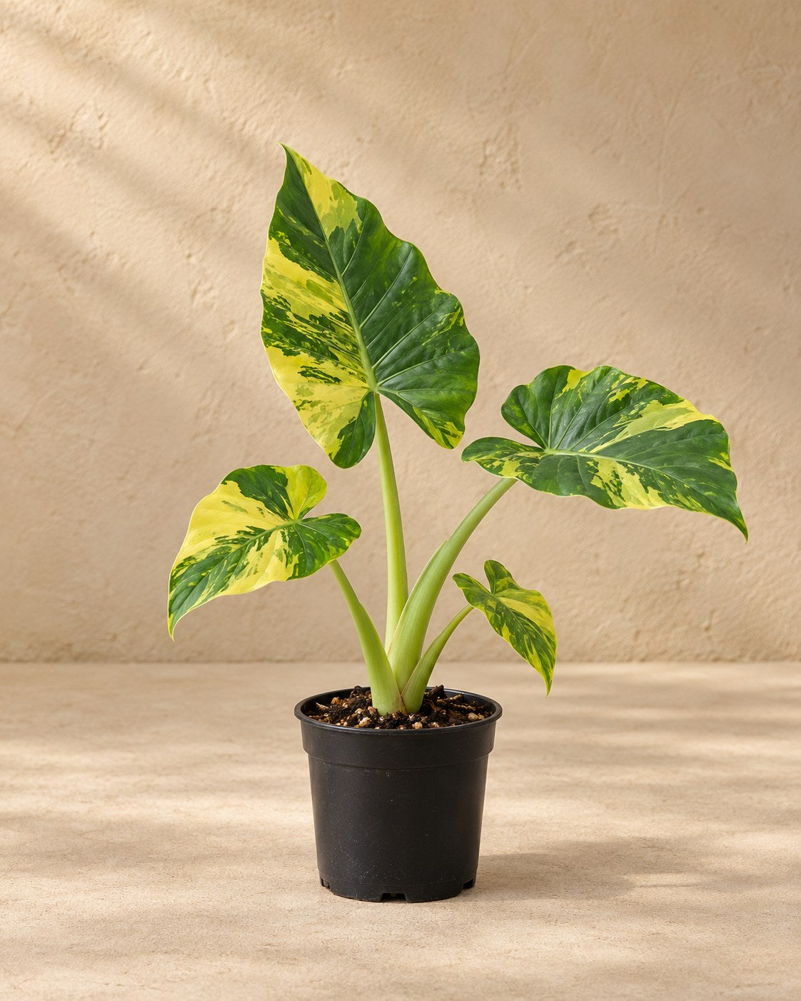 Gouden olifantsoor (Alocasia macrorrhizos 'Aurea Variegata')