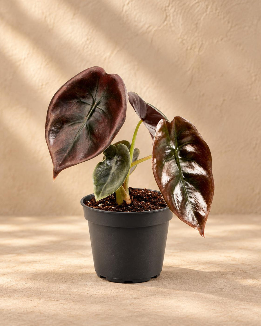 Alokazja (Alocasia cuprea 'Red') 12 cm wysokości, doniczka ø6 cm