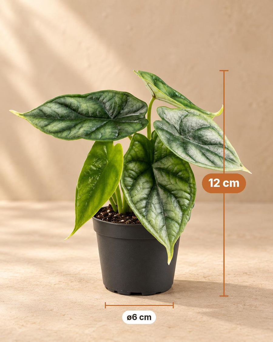 Alokazja (Alocasia baginda 'Dragon Scale') 12 cm wysokości, doniczka ø6 cm