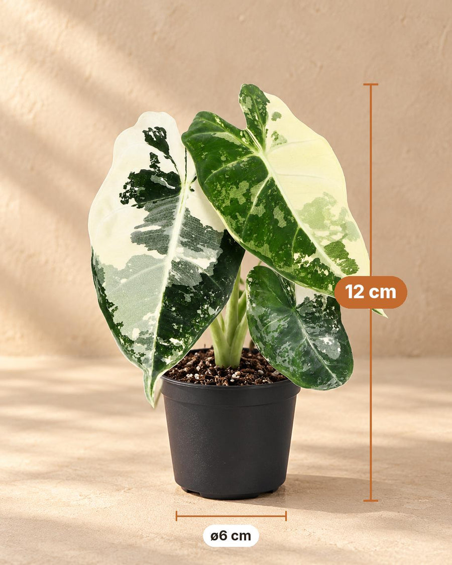 Alocasia micholitziana 'Frydek Variegata' 12 cm hoch, Topf ø6 cm