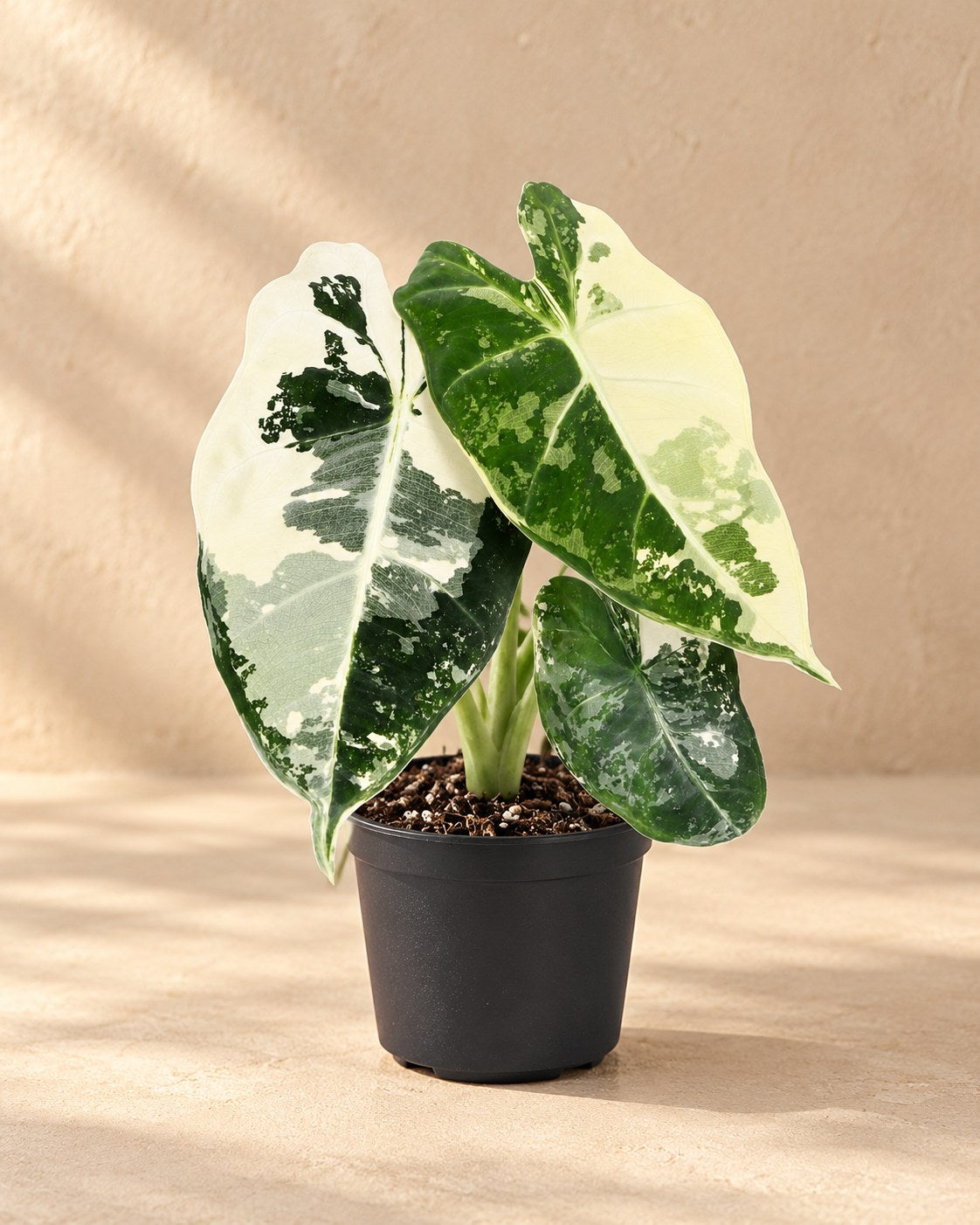 Alocasia micholitziana 'Frydek Variegata' 12 cm tall, pot ø6 cm