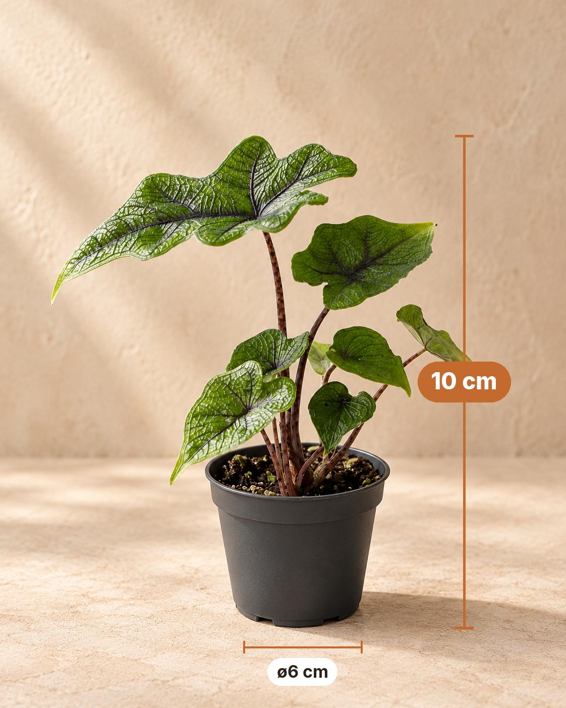 Alocasia 'Jacklyn', 10 cm hoog, pot ø6 cm
