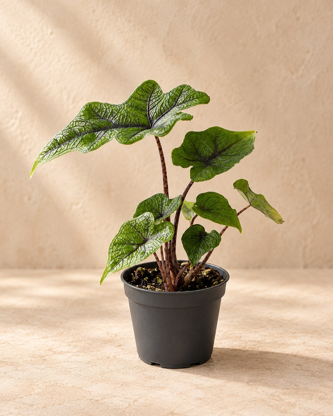 Alocasia 'Jacklyn'
