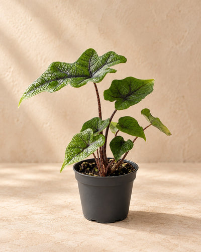Alocasia 'Jacklyn'