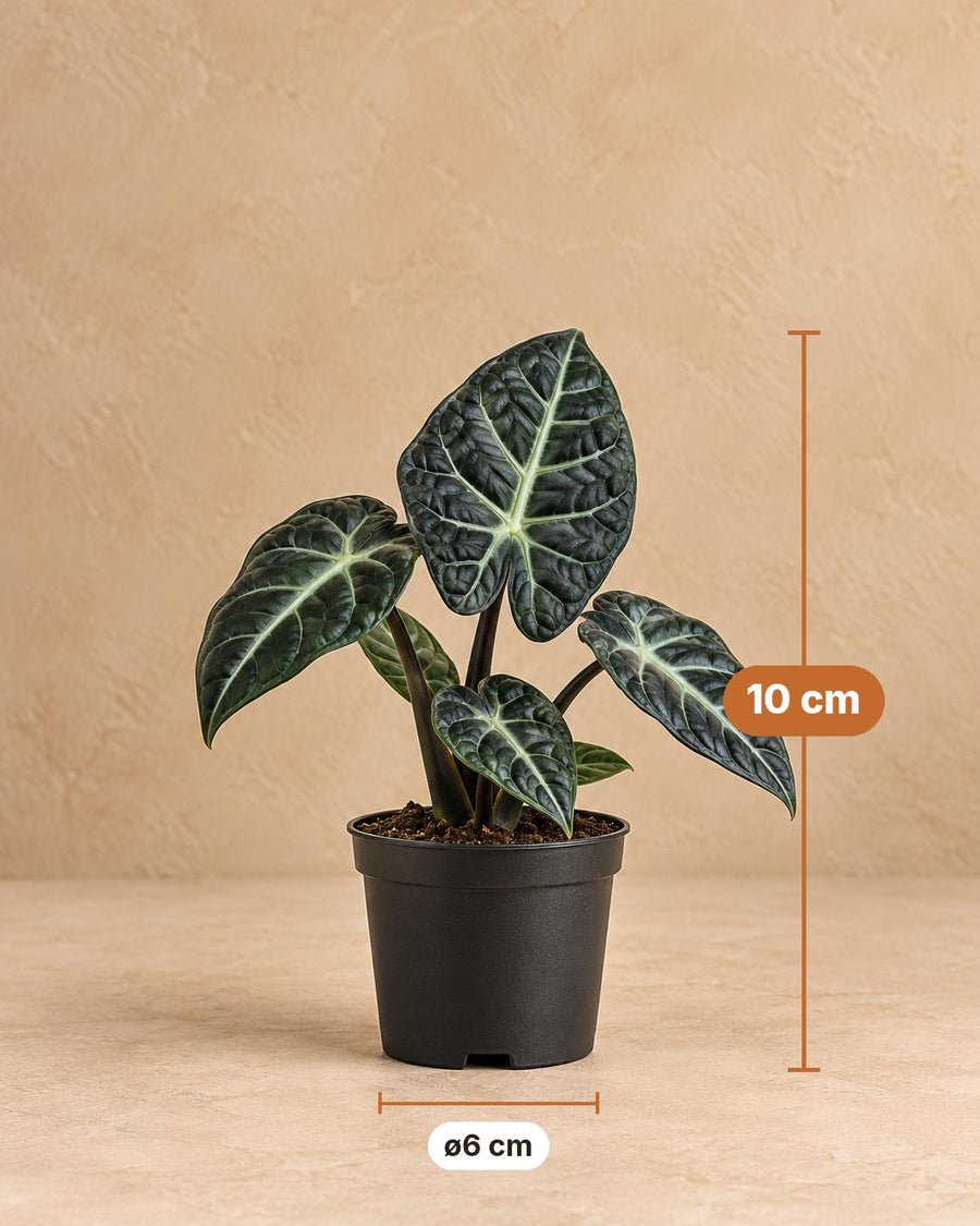 Ucho słonia (Alocasia 'Ninja') 10 cm wysokości, doniczka ø6 cm