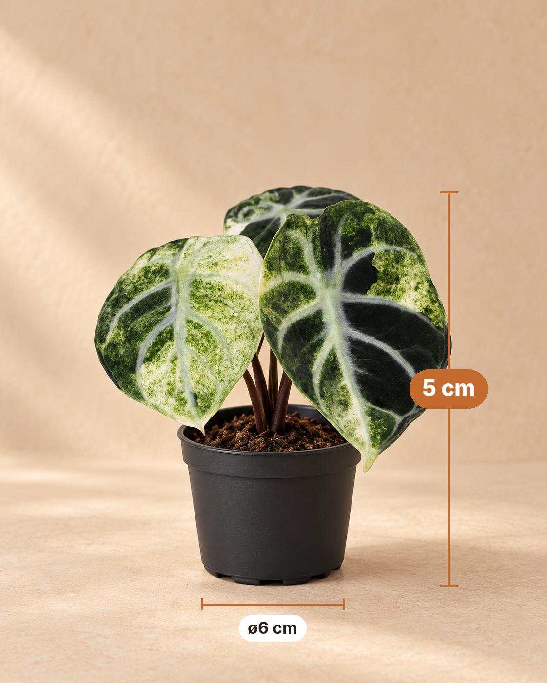 Alokazja 'Ninja Variegata' 5 cm wysokości, doniczka ø6 cm