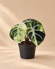 Alokazja 'Ninja Variegata' 5 cm wysokości, doniczka ø6 cm