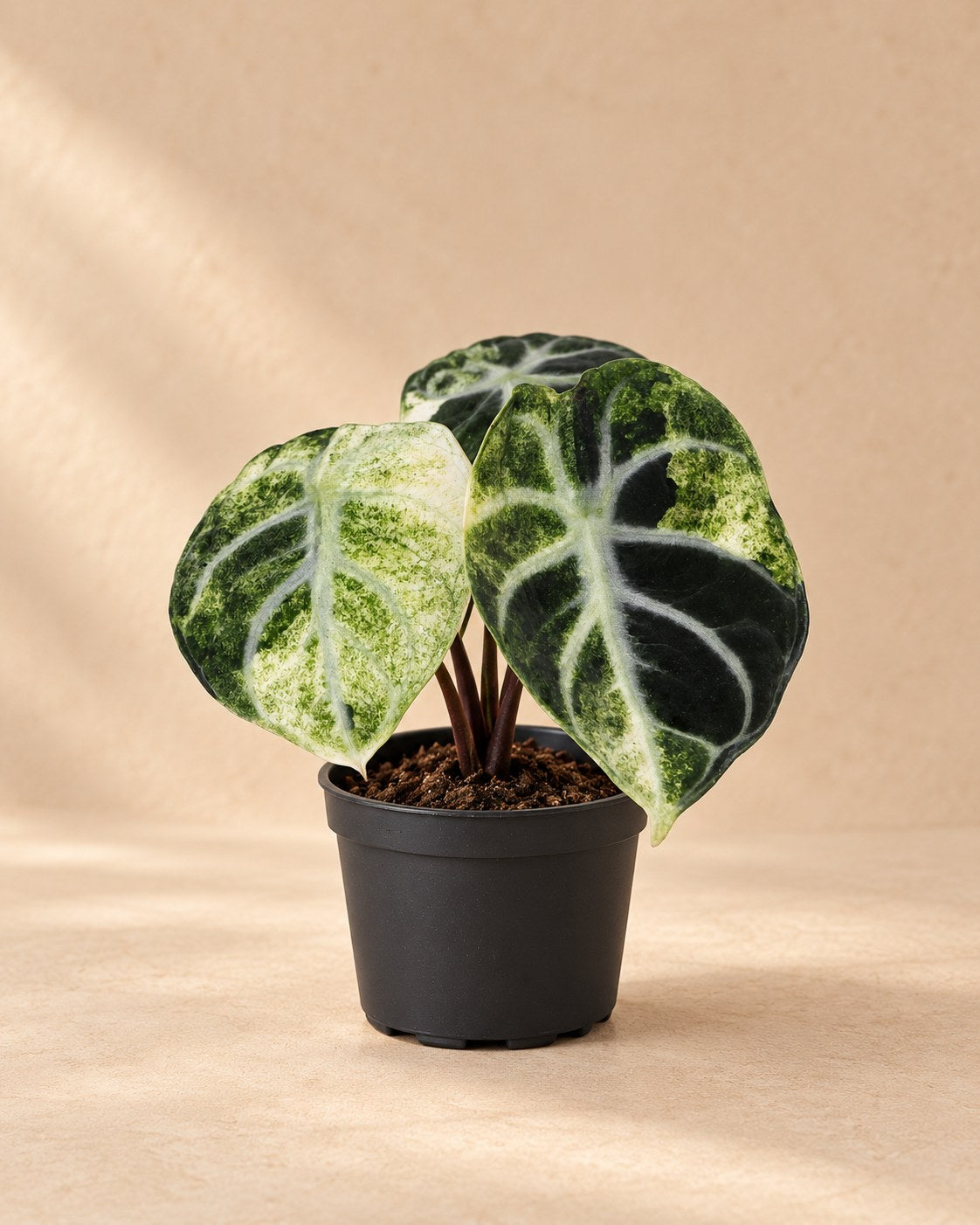 Alokazja 'Ninja Variegata' 5 cm wysokości, doniczka ø6 cm