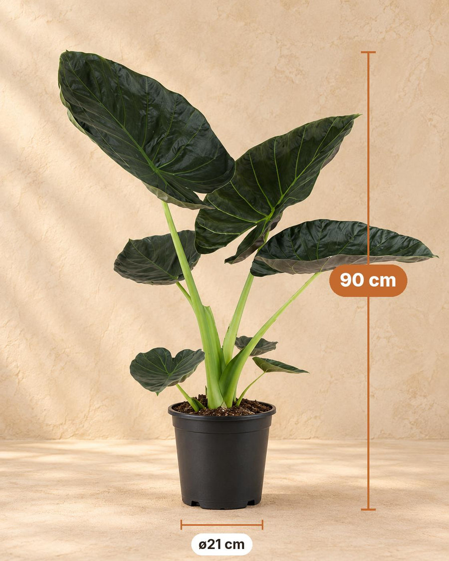Orecchio d'elefante (Alocasia 'Regal Shield') 90 cm di altezza, vaso ø21 cm