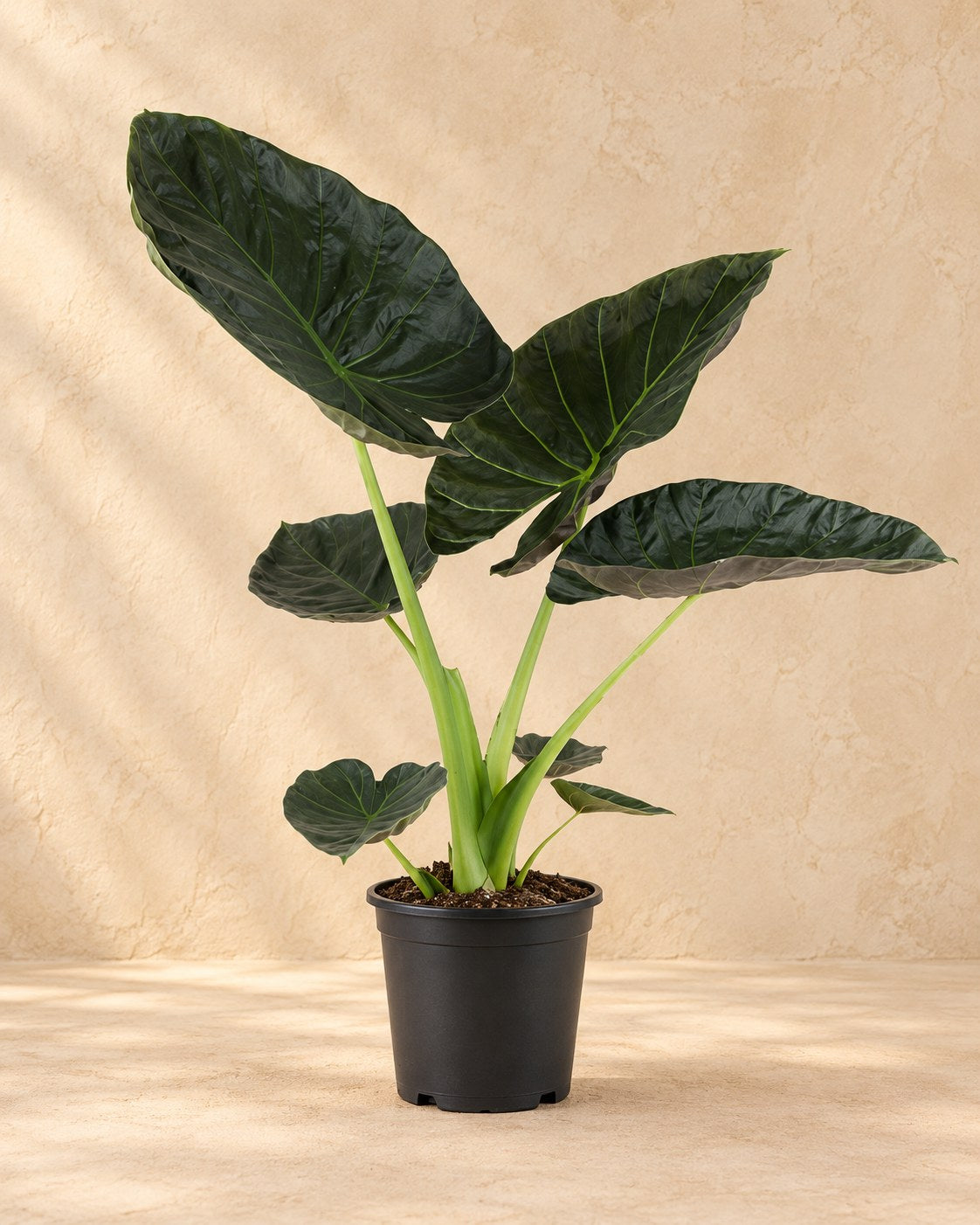 Orecchio d'elefante 90 cm di altezza, vaso ø21 cm