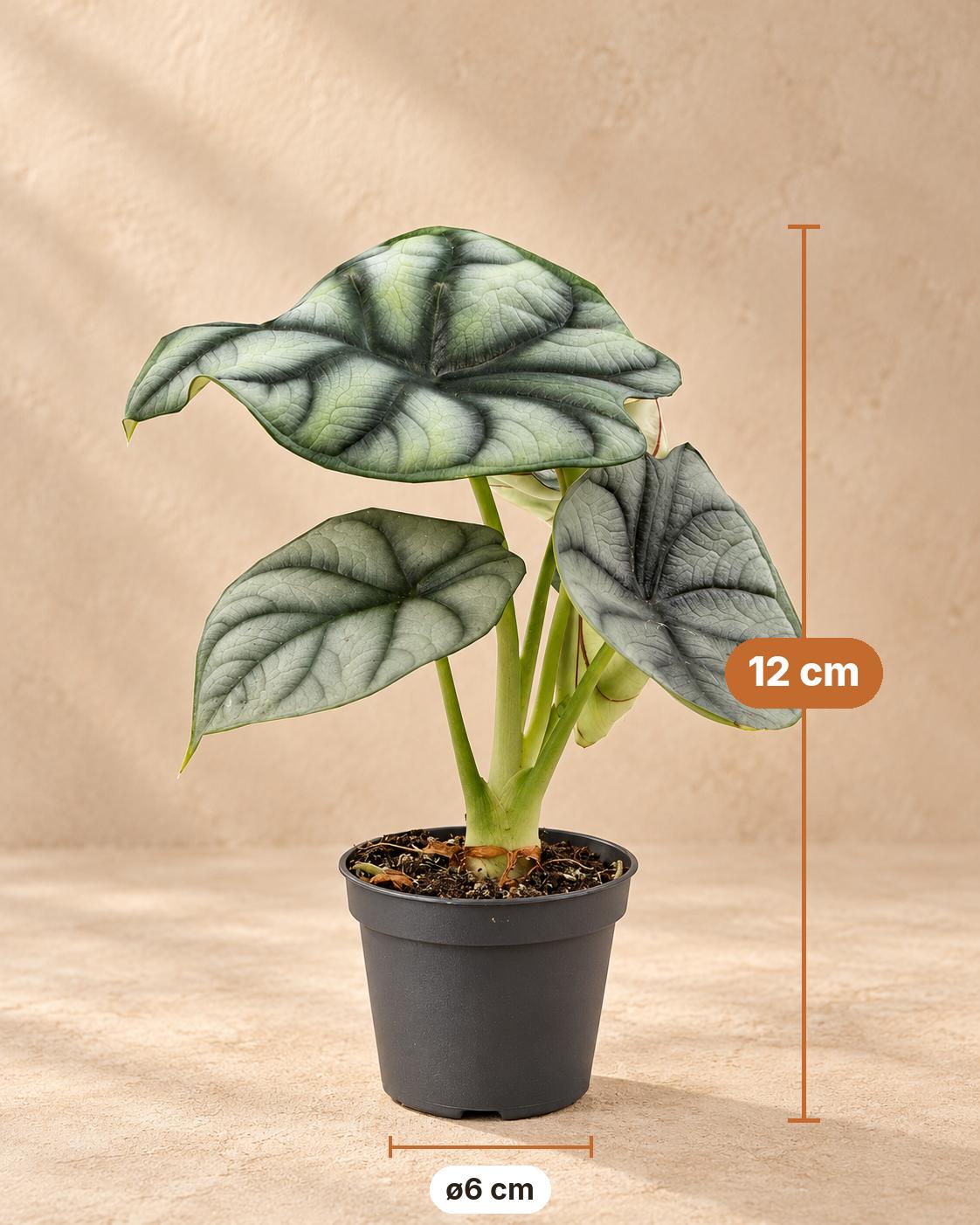 Silberdrache 12 cm hoch, Topf ø6 cm