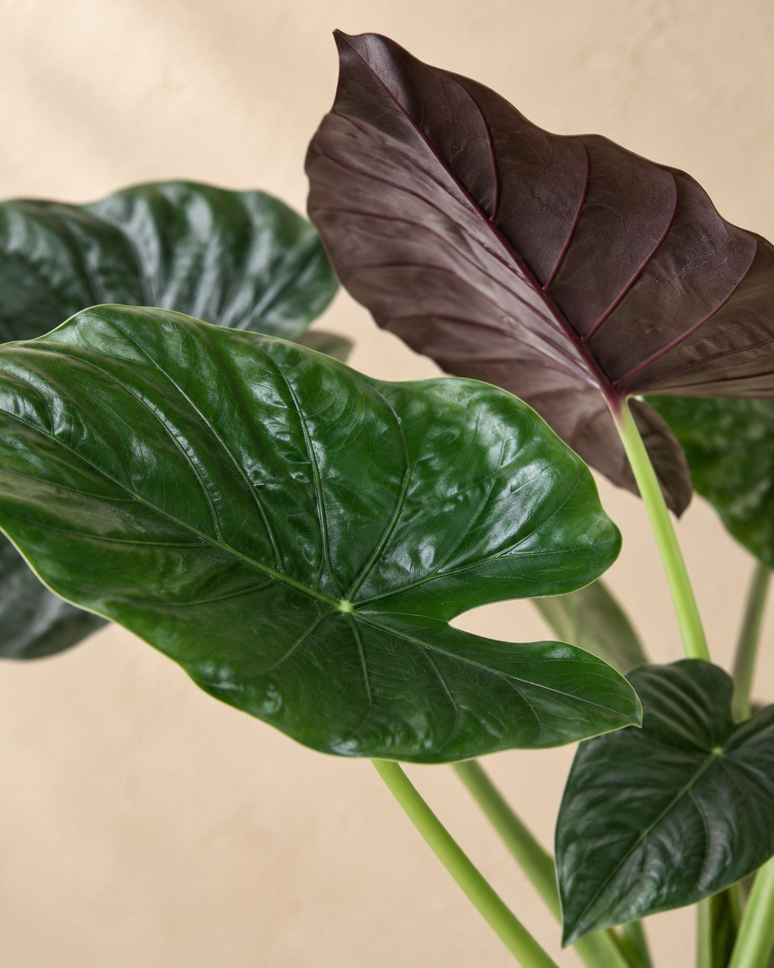 Nahaufnahme der Blätter der Alocasia wentii