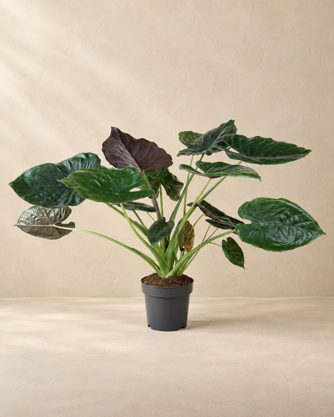 Alocasia wentii, 120 cm hoch im Anzuchttopf von 32 cm