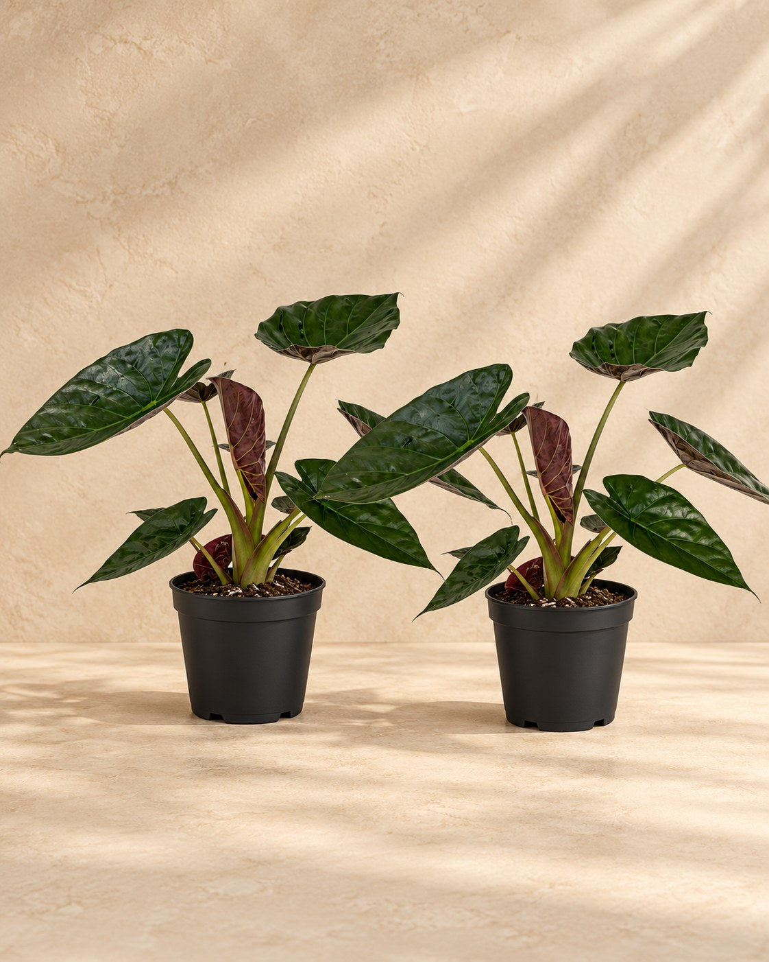 Olifantsoor Alocasia wentii (2 planten, pot ø19 cm)