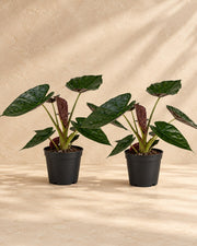 Elefantenohr Alocasia wentii