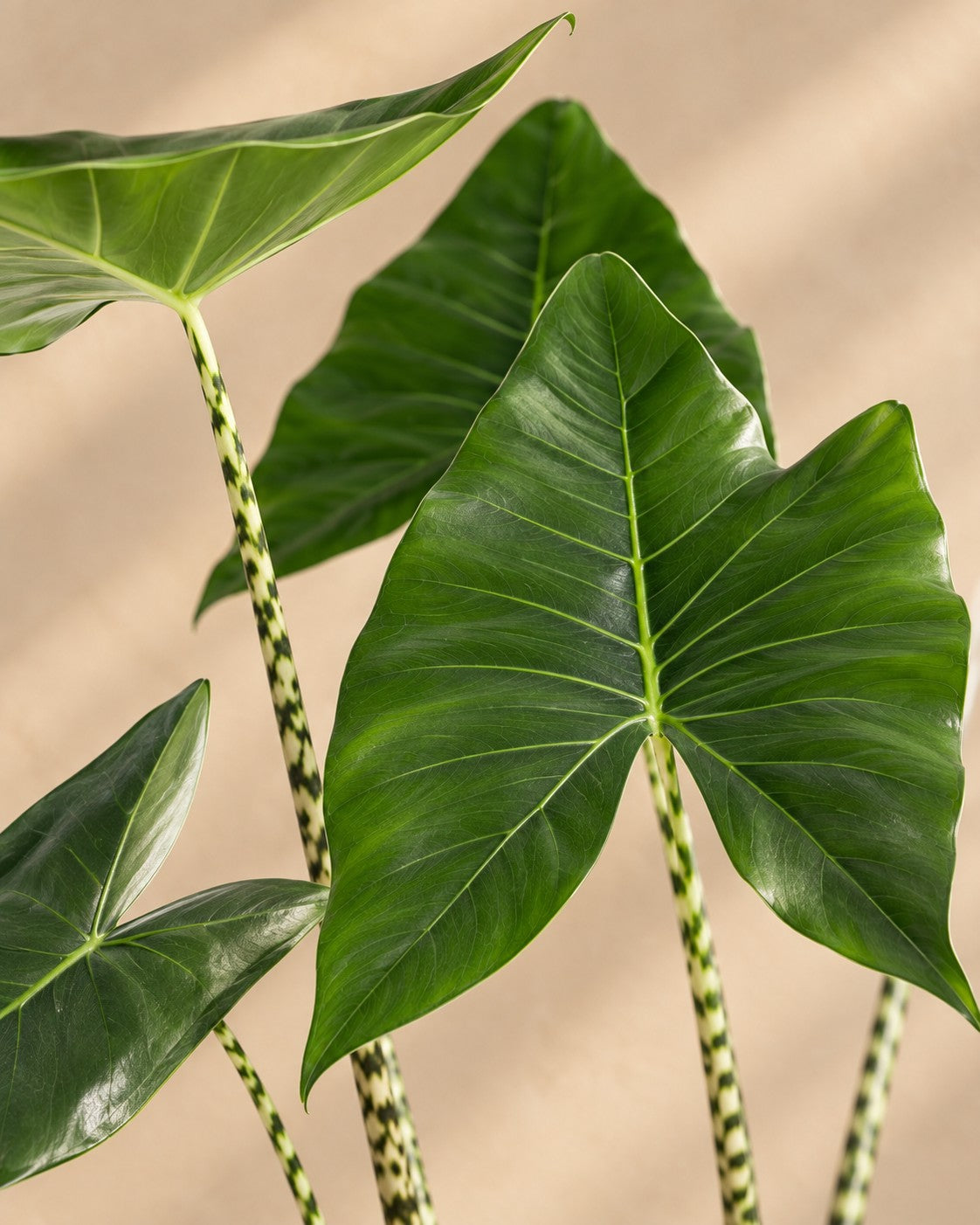 Nahaufnahme der Blätter der Alocasia zebrina