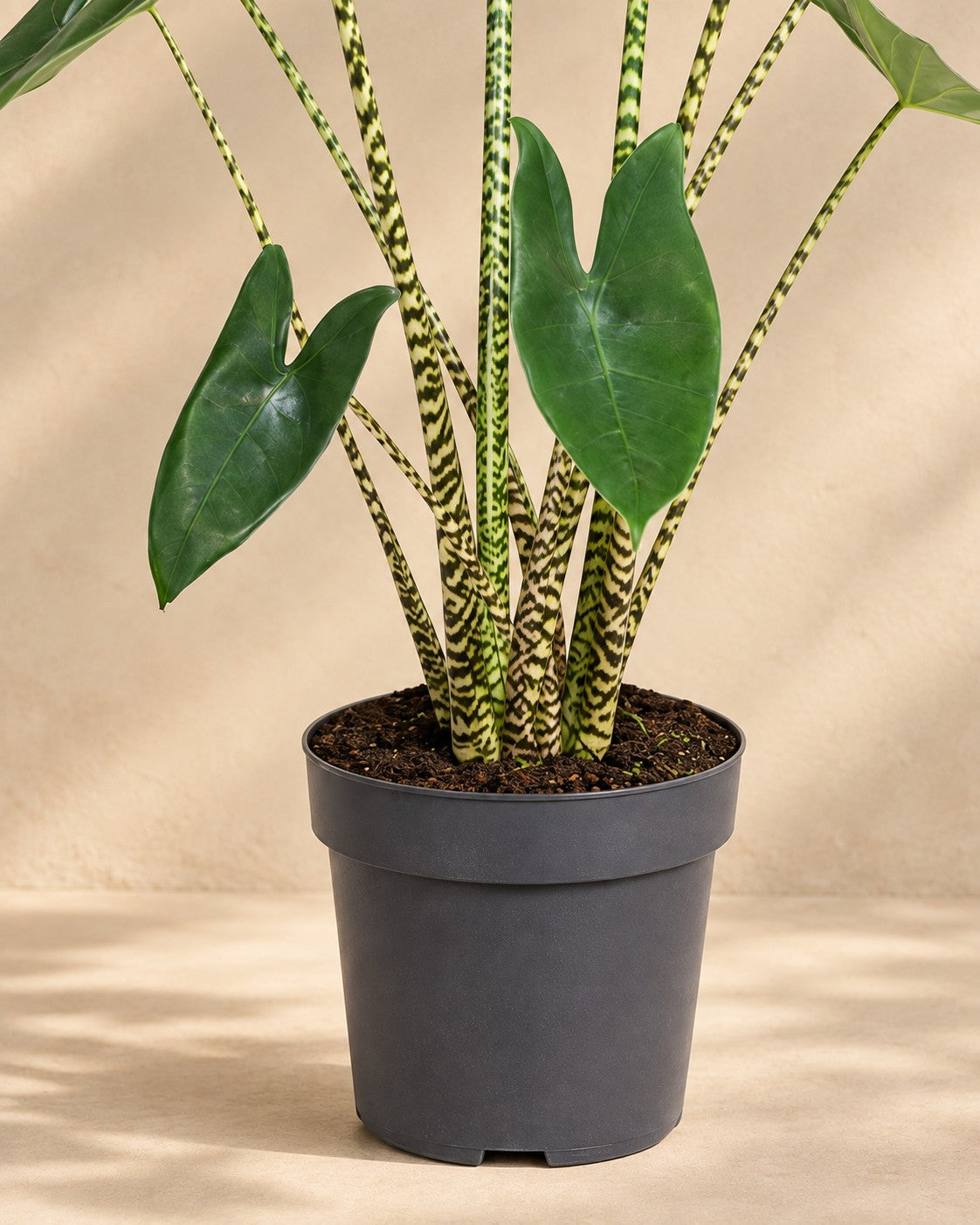Onderste deel van de Alocasia zebrina met de kweekpot
