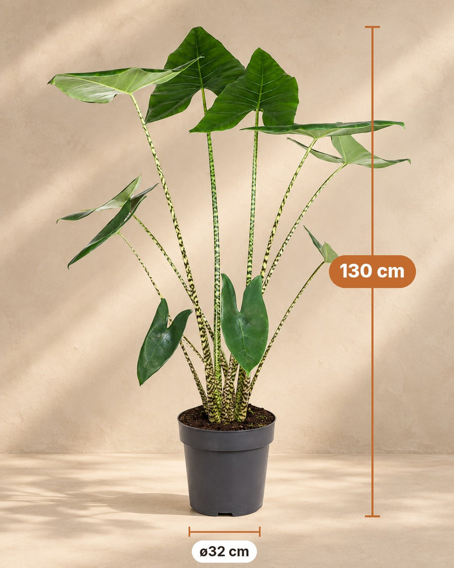 Alocasia zebrina 130 cm hoog, pot ø32 cm