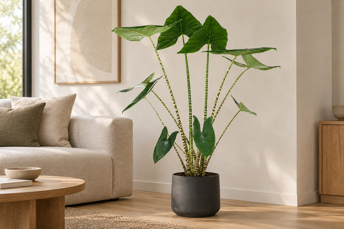 Alocasia zebrina, 130 cm, in planter Patt Black Washed in a bright living room