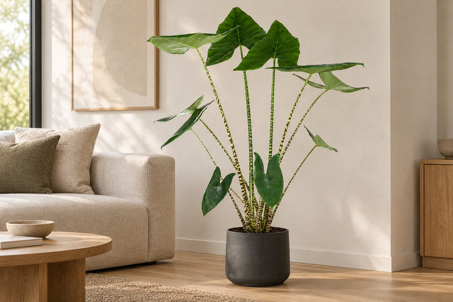 Alocasia zebrina 130 cm hoog, pot ø32 cm