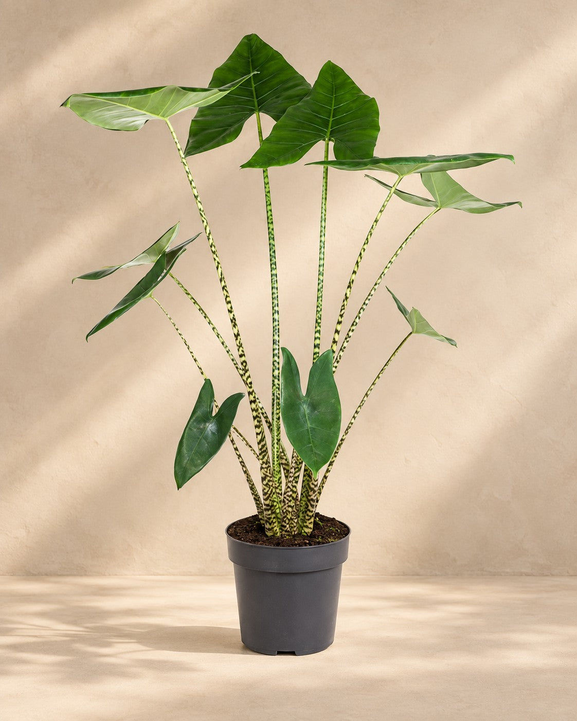 Alocasia zebrina, 130 cm hoch im Anzuchttopf von 32 cm