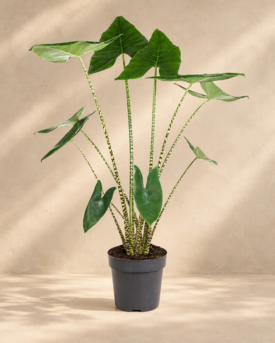 Alocasia zebrina van 130 cm hoog in kweekpot van 32 cm