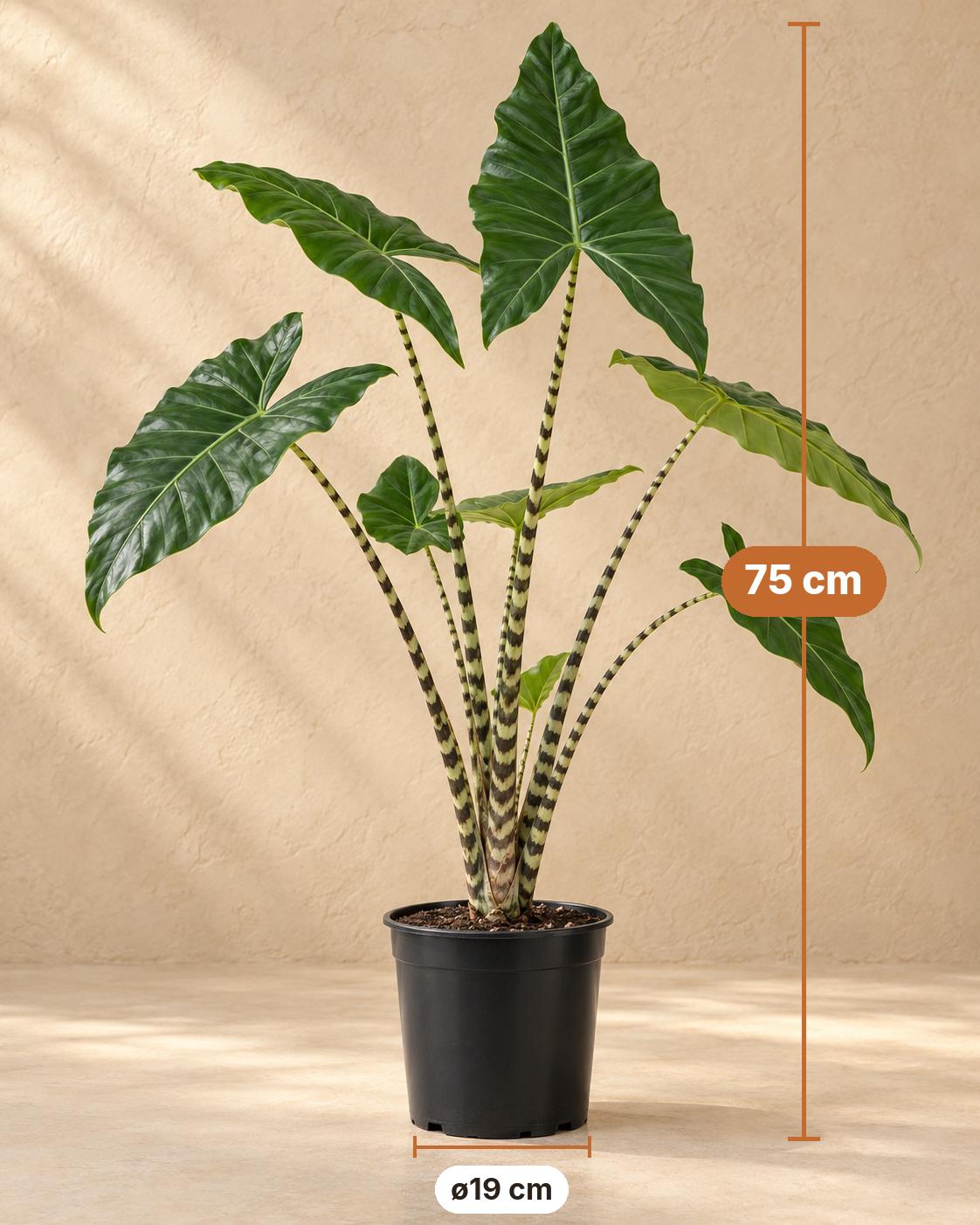 Ucho słonia 75 cm wysokości, doniczka ø19 cm