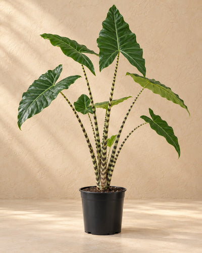 Ucho słonia 75 cm wysokości, doniczka ø19 cm