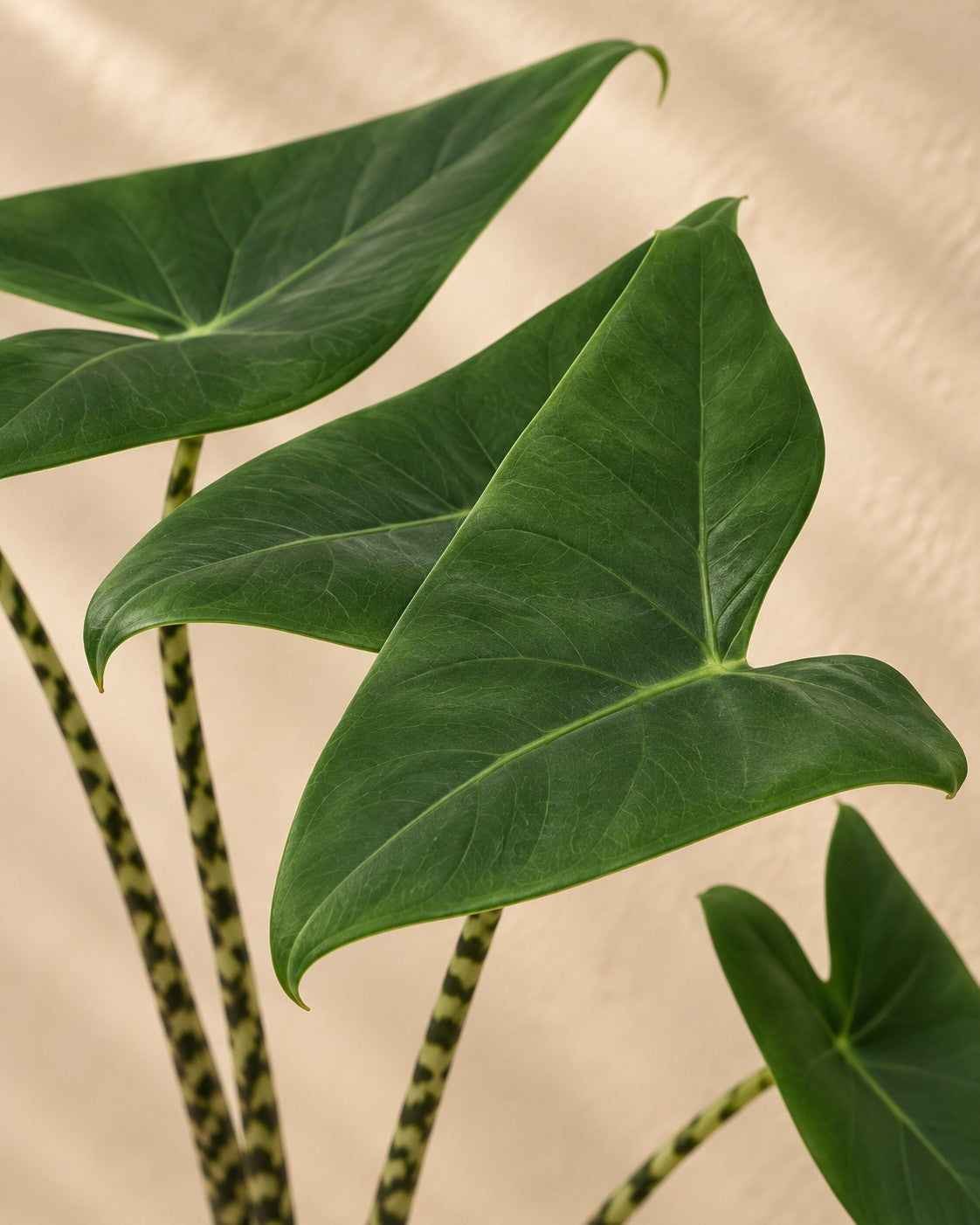 Nahaufnahme der Blätter der Alocasia zebrina