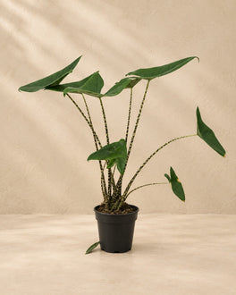 80 cm