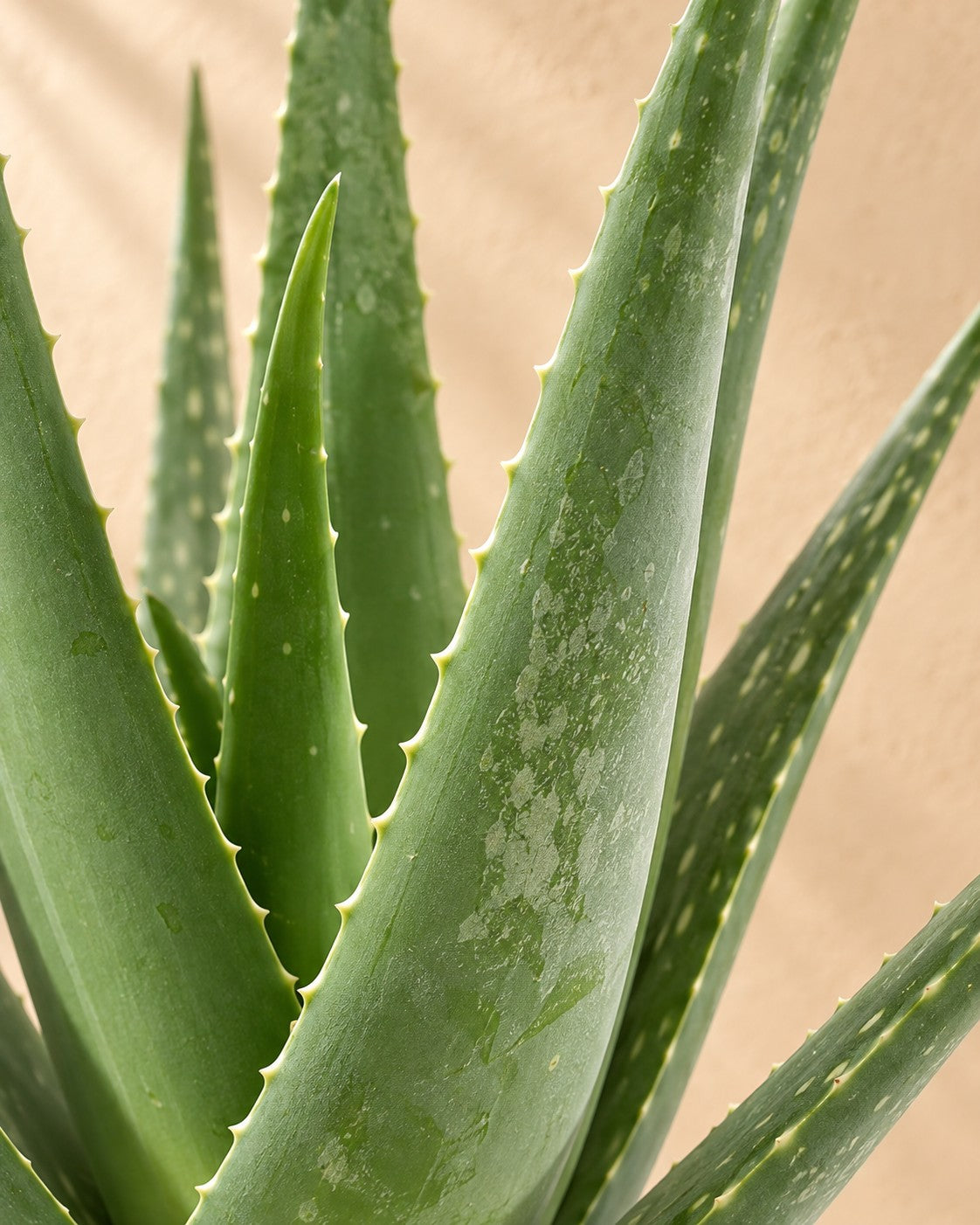 Close-up van het blad van de Aloe Vera