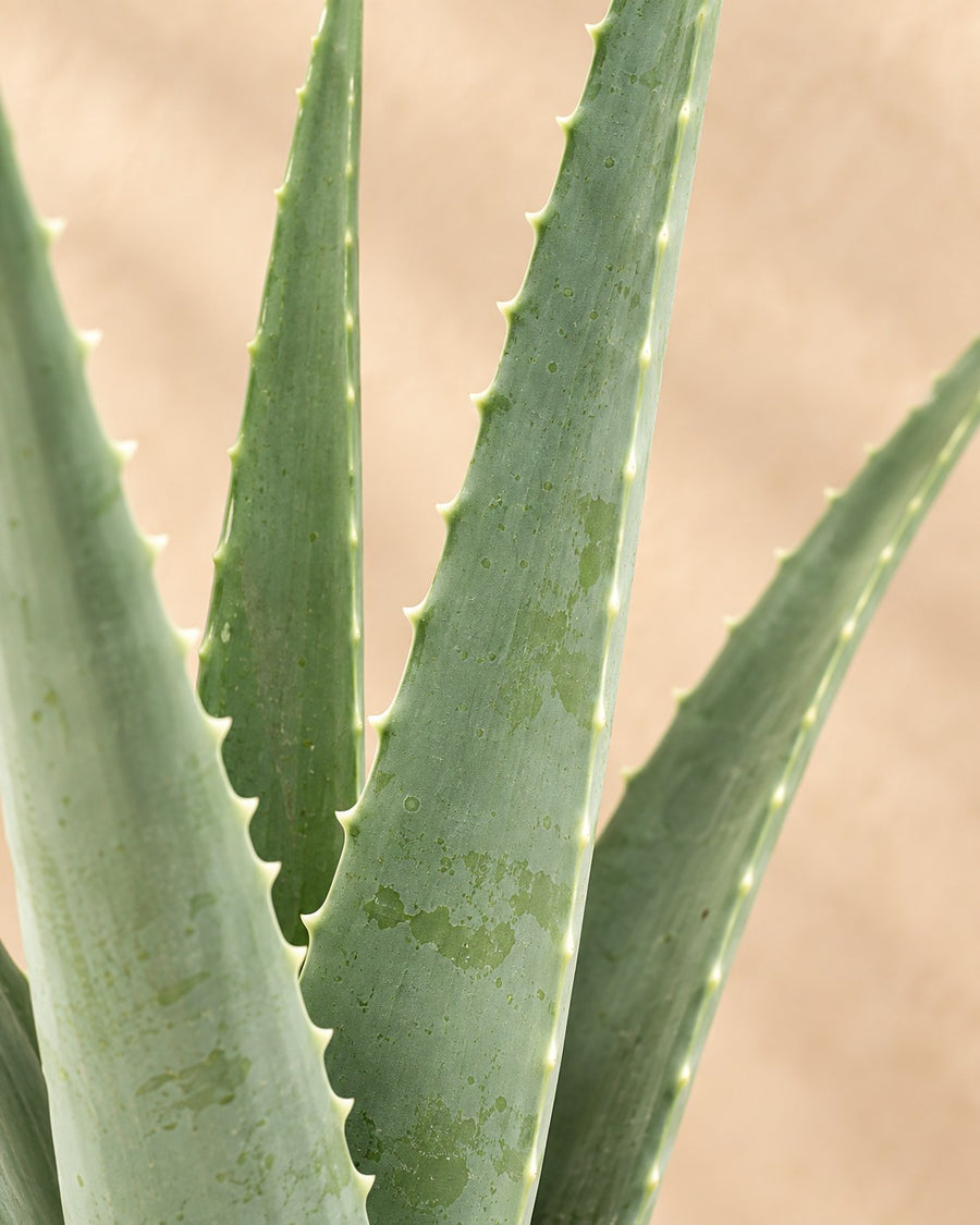 Aloe Vera (aloes zwyczajny) wysokość 70 cm, doniczka ø24 cm