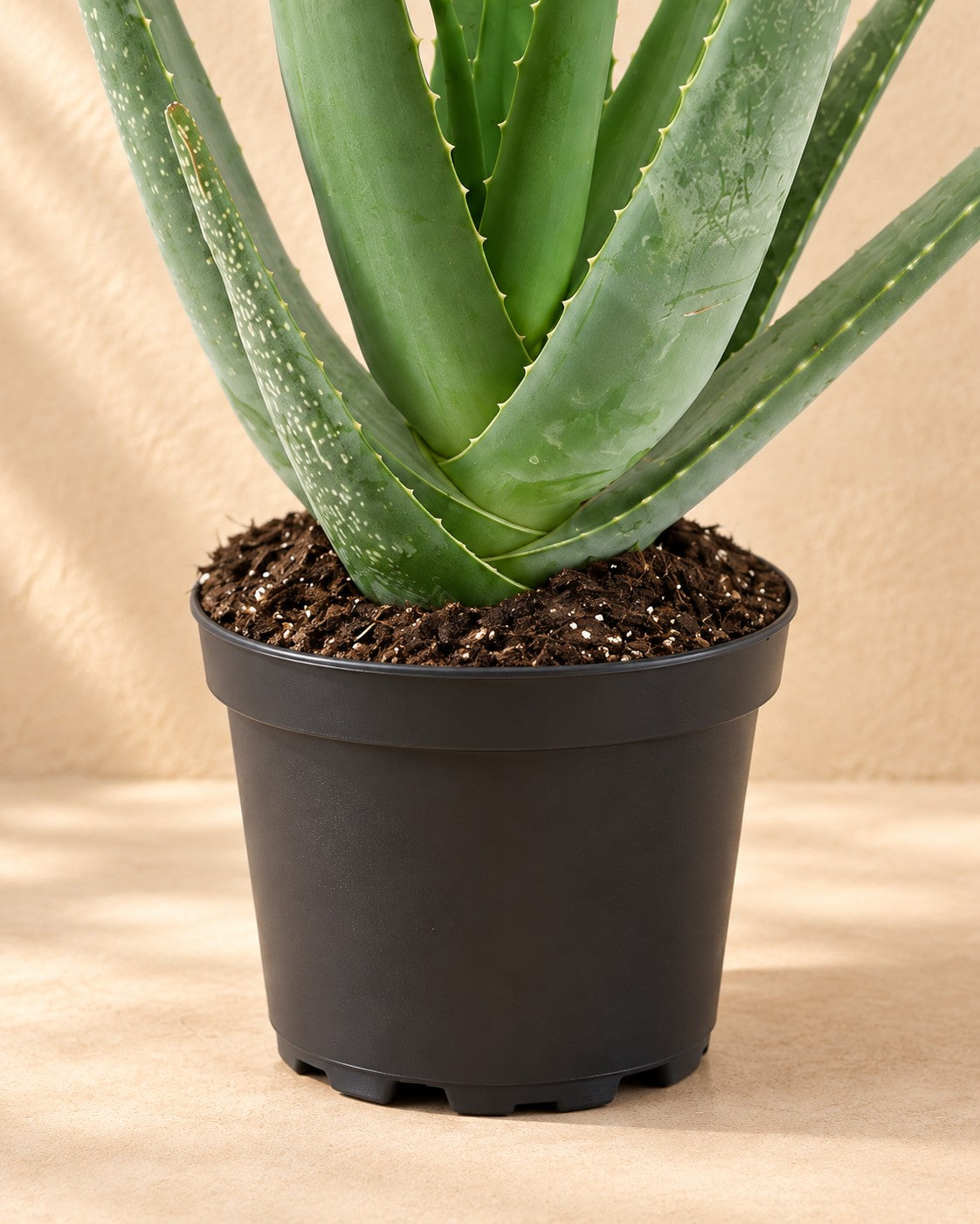 Dolna część Aloe Vera z doniczką uprawową