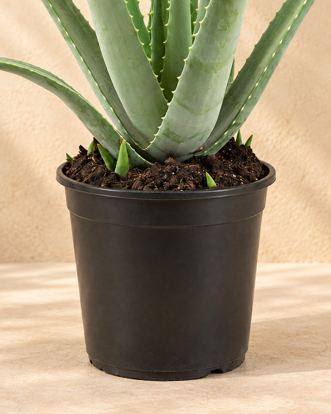 Dolna część Aloe Vera z doniczką uprawową